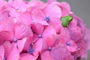 紫陽花と蛙